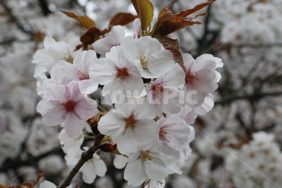 꽃,벚꽃,사쿠라,흰꽃,자연,풍경,봄,봄꽃,봄,계절,spring,season,식물,자연,plants,nature,꽃,flower,plant,blossom,cherry blossom