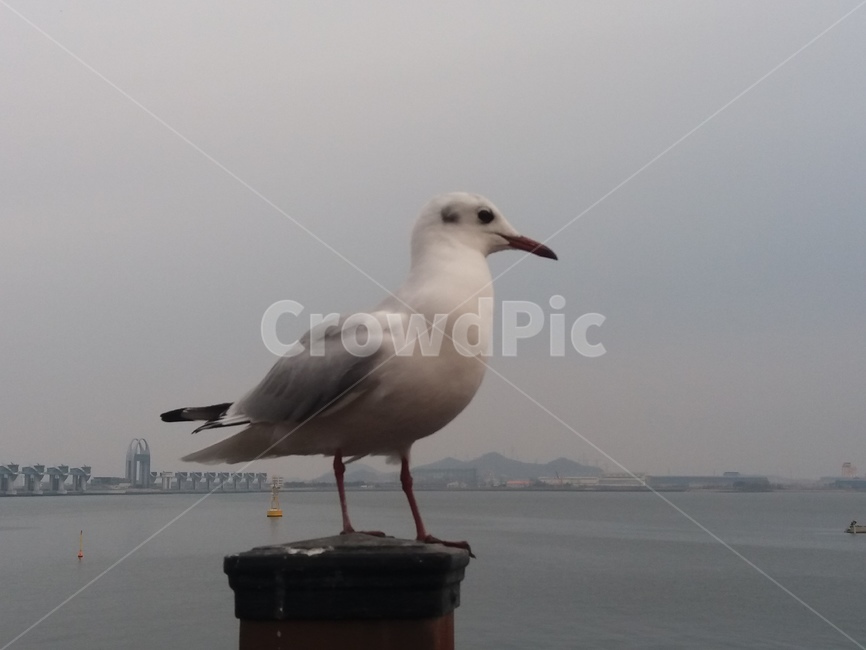 갈매기,평화광장,하얀새,새,배경,바다