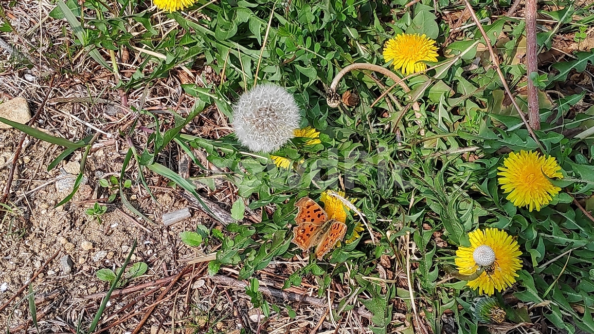 plant,식물,flower,민들레,꽃,나비,식물,자연,plants,nature,꽃,flower