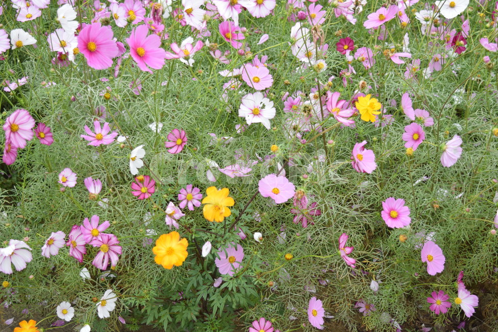 식물,꽃,코스모스,plant,flower,식물,자연,plants,nature,꽃,flower
