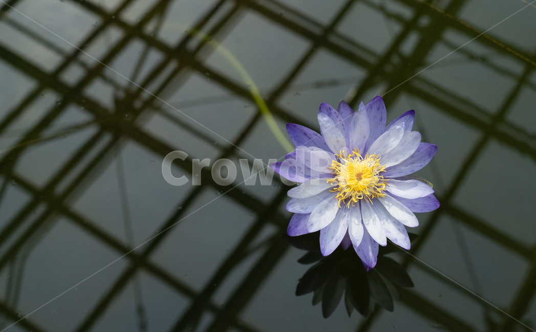 plant,꽃,blossom,식물,꽃잎,식물,자연,plants,nature,꽃,flower