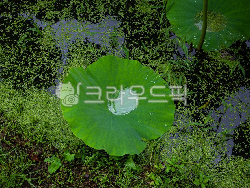 연꽃잎,연잎,방수,물,불교,잎,자연,leaf,nature,outdoors