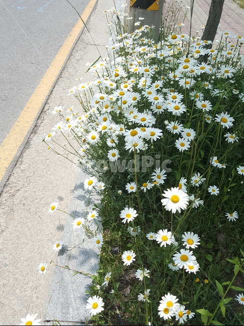 들꽃,도로옆,꽃,하얀꽃,낮