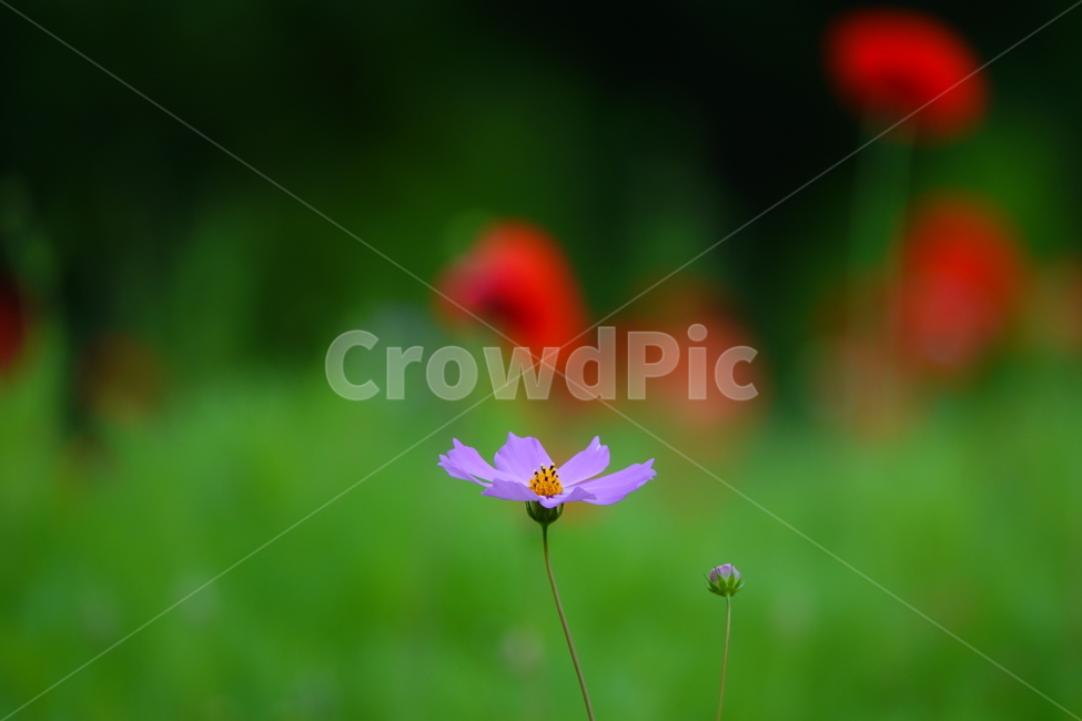 plant,식물,꽃,flower,코스모스,공원,꽃밭,가을,식물,자연,plants,nature,꽃,flower