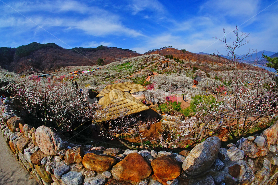 매화마을,봄,꽃,다압면,풍경,봄,계절,spring,season,자연,풍경,nature,landscape,rubble,파편