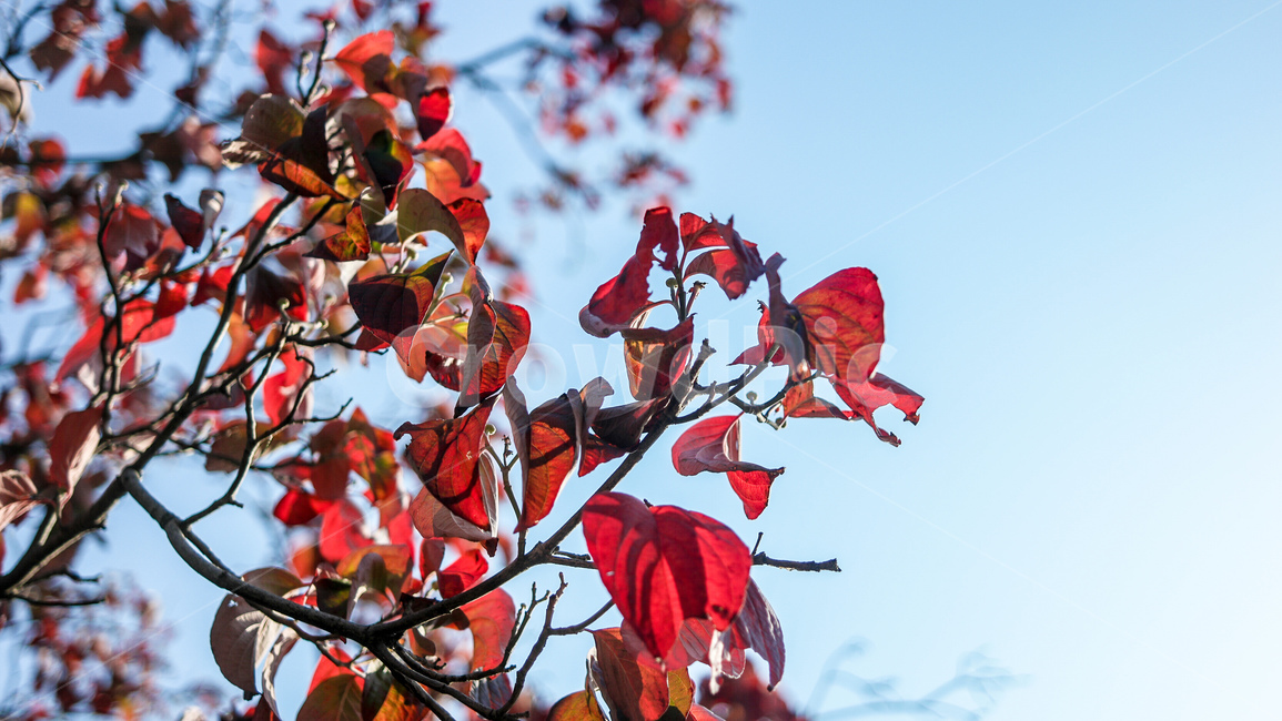 단풍,낙엽,가을,고엽,낙옆,가을,계절,fall,autumn,season,leaf,잎,plant,식물,veins,정맥