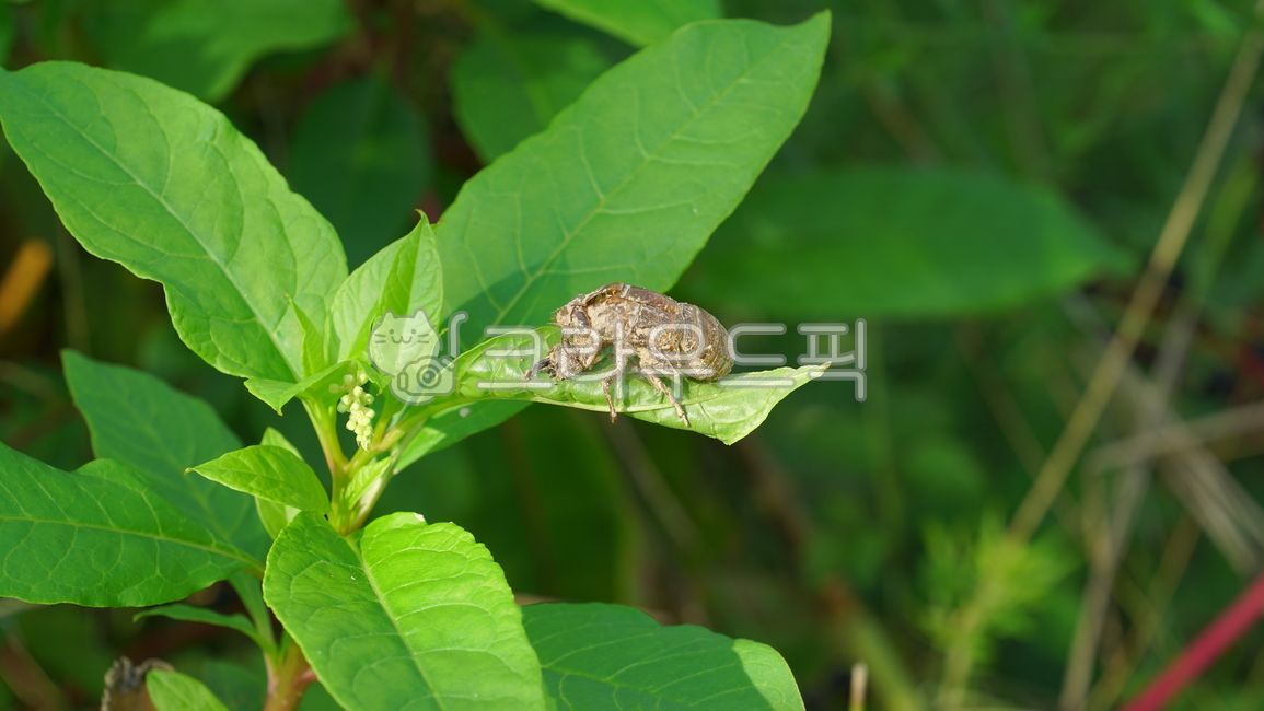 molting,cicada,ecdysis,insect,invertebrates