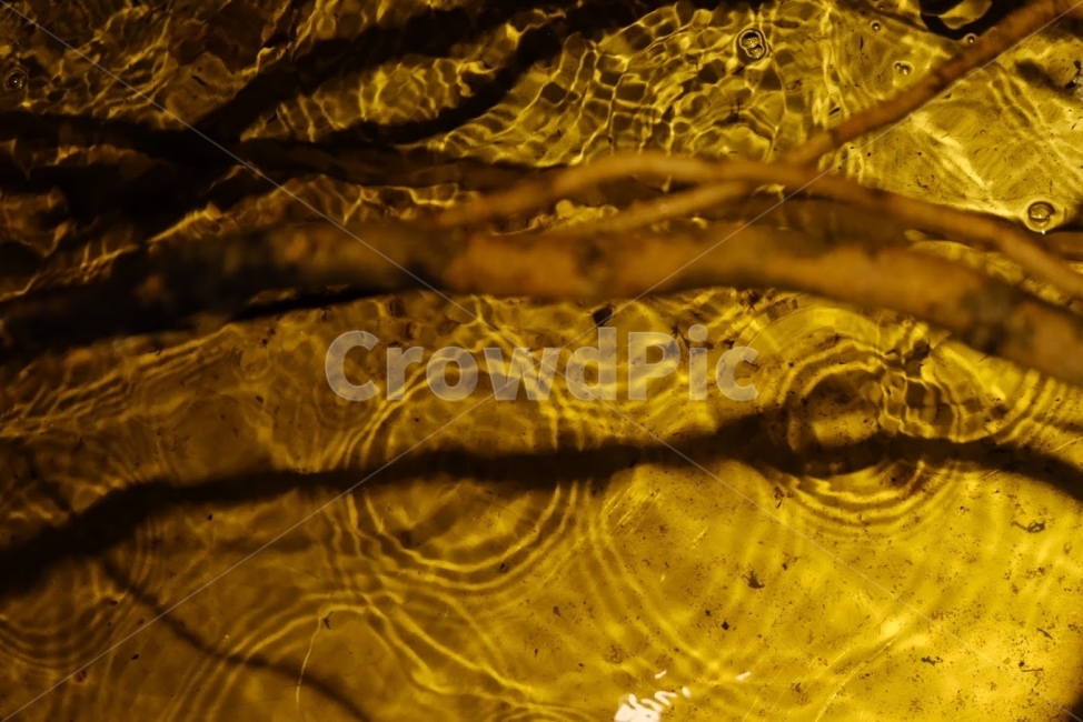 나무,물,파동,노란색,검정색,그림자,자연,풍경,nature,landscape,water,outdoors,옥외