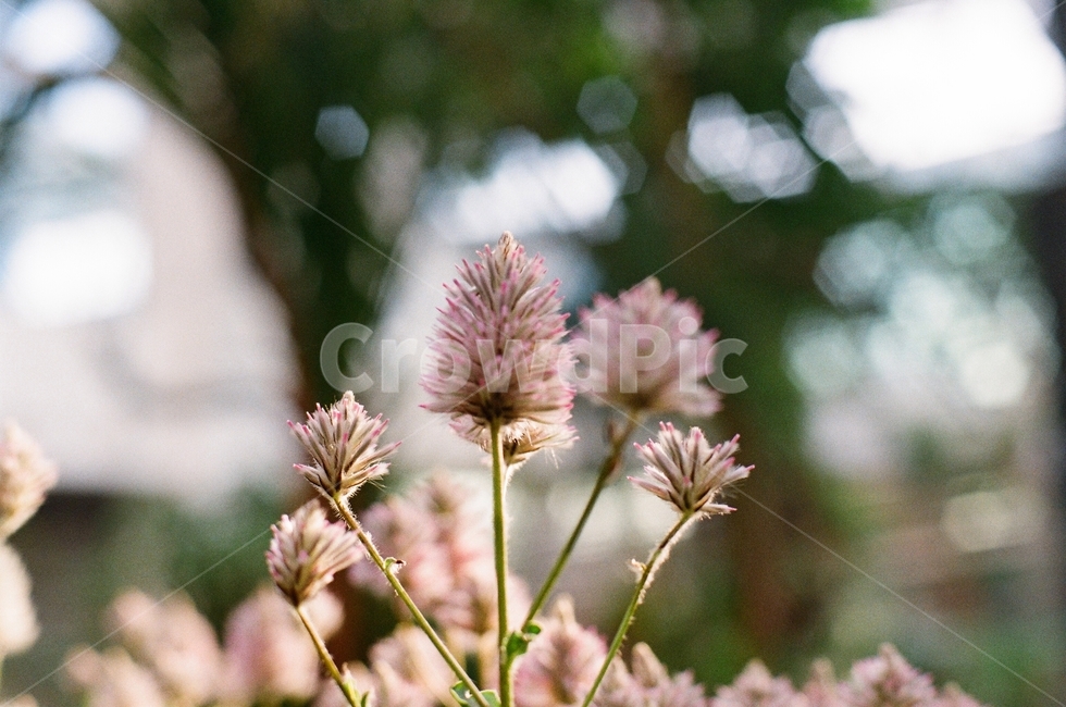 꽃,햇빛,sunlight,flower,보라색,purple,violet,필름사진,필름,film,filmphoto