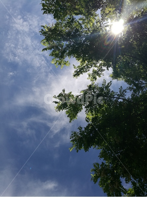 자연,구름,아카시아,햇살,휴식,녹색,나무,꽃,자연,풍경,nature,landscape,light,빛,flare,플레어,tree,plant,식물,sunlight,햇빛