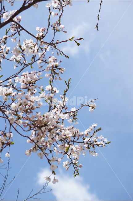 벗꽃,흰구름,4월,파랑하늘,하늘하늘,맑음,봄,계절,spring,season,식물,자연,plants,nature,꽃,flower,plant,blossom