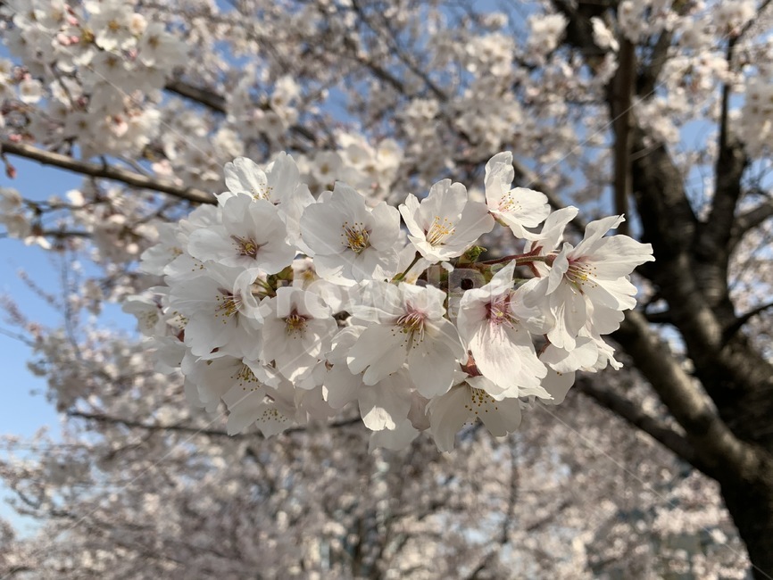 plant,flower,식물,꽃,blossom,cherryblossom,벚꽃
