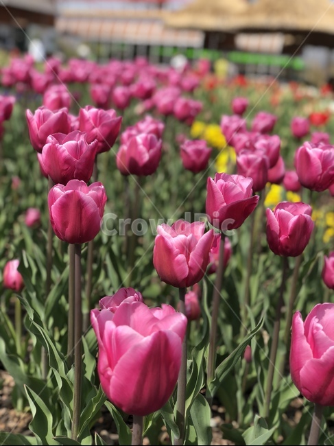 꽃,튤립,봄,정원,blossom,plant,식물,flower,식물,자연,plants,nature,꽃,flower