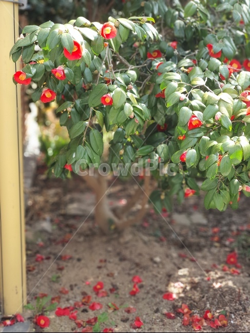 plant,식물,동백,봄,낙화