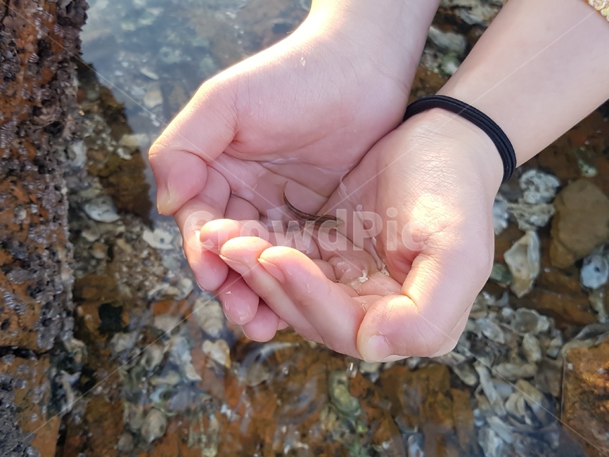 망둥어,물고기,손,바다,을왕리