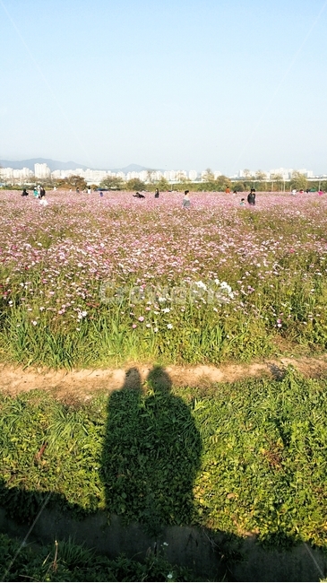 사람,human,목초지,person,outdoors,들,코스모스,풍경,배경,꽃,식물,나무,구름,하늘