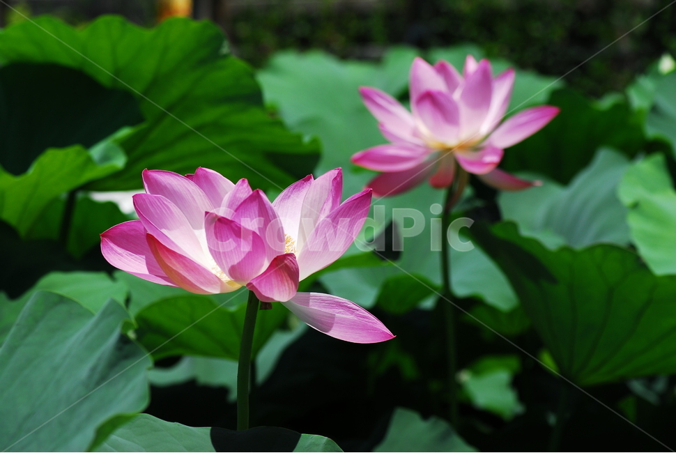 꽃,연꽃,궁남지,불교,여름,식물,자연,plants,nature,꽃,flower
