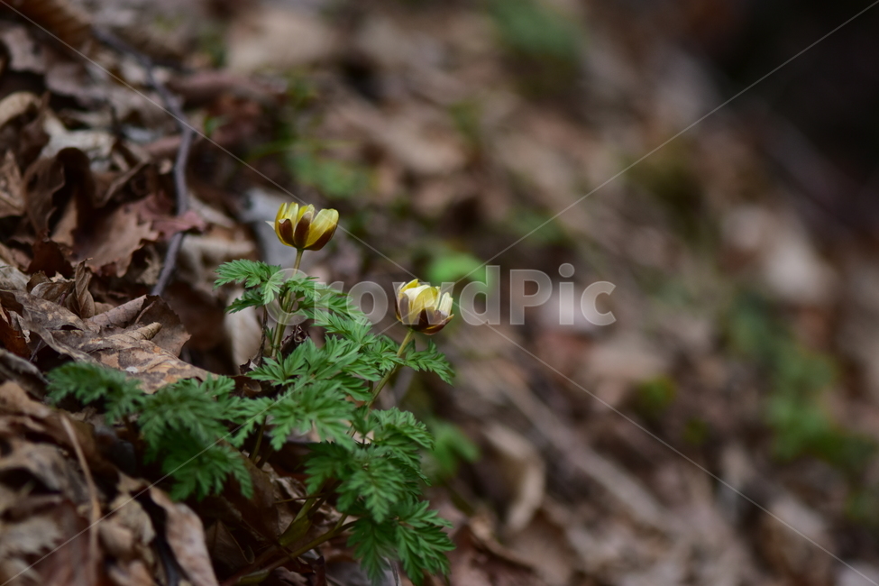 복수초,애기복수초,야생화,봄,꽃,풀꽃,자연,식물,식생,plants,nature,spring,season,flower
