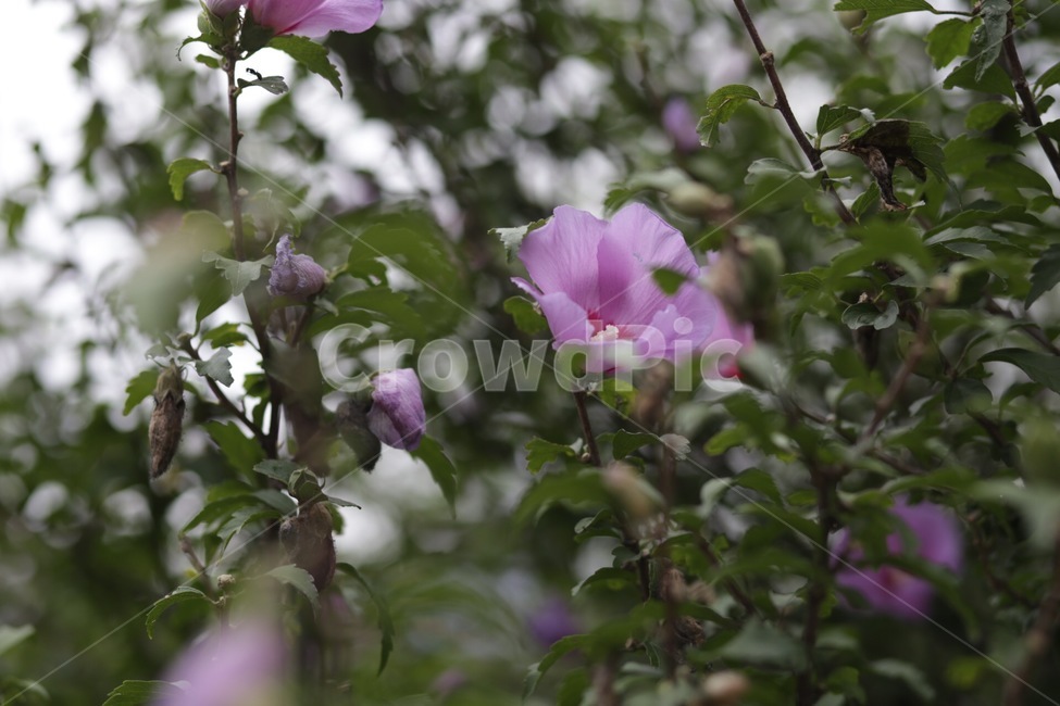 꽃,식물,나무,분홍색,분홍,연분홍,식물,자연,plants,nature,꽃,flower
