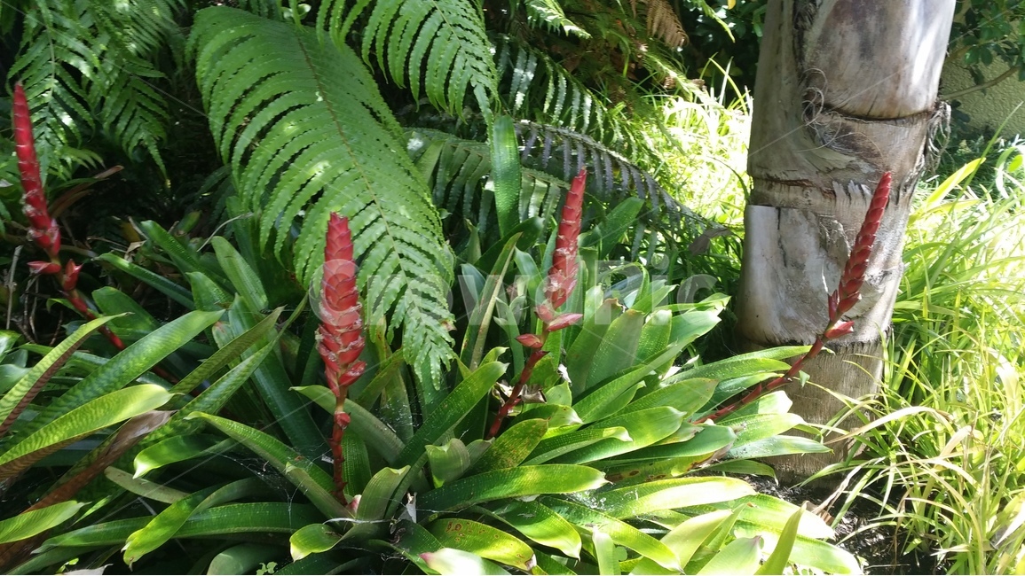뉴질랜드,해밀턴,해밀턴정원,식물,관상식물,식물,자연,plants,nature