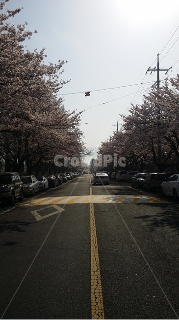 진해,벚꽃,아스팔트,도로,전봇대,꽃길,road,asphalt