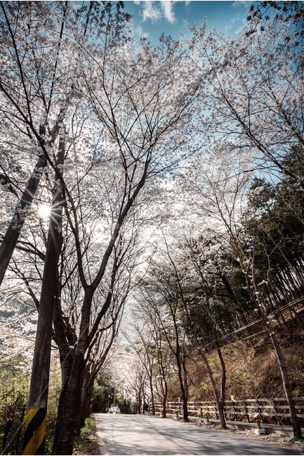 spring flowers,Cherry Blossom,spring outing,cherry blossom road,flower road,sunny