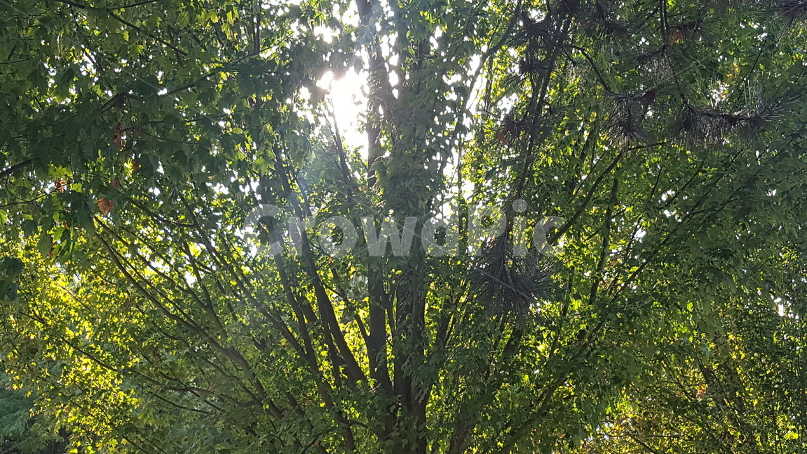 plant,공원,정원,햇살,나무,나뭇잎,트리,tree,여름,식물,초록색,빛,날씨,맑음,화창한