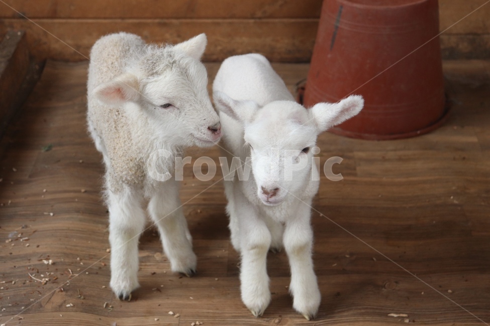 양,새끼양,아기양,sheep,couple,동물,포유류,mammal,animal