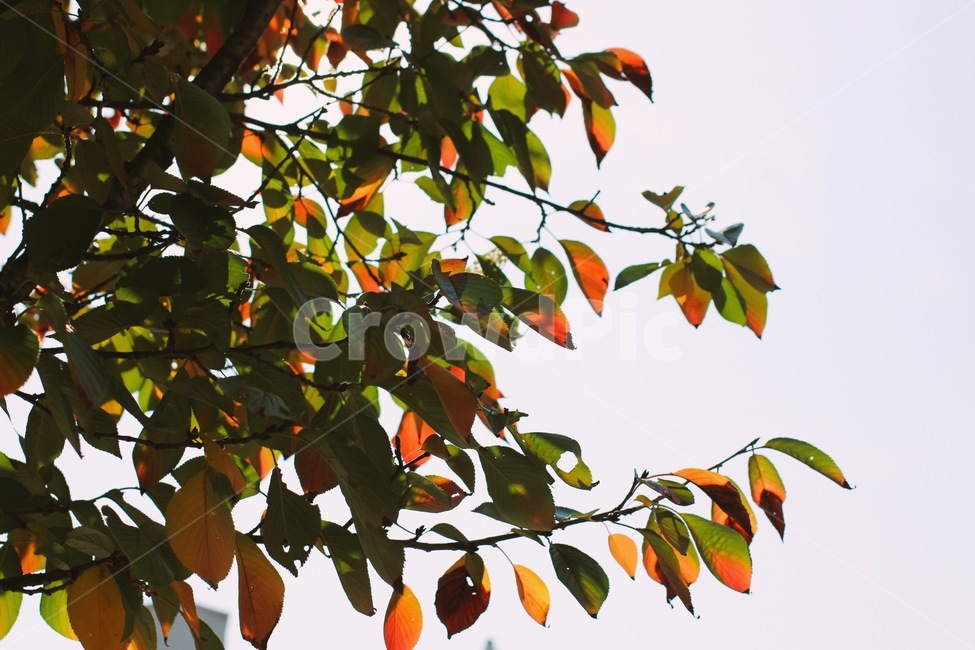 하늘,단풍,식물,연두,가을,가을,계절,fall,autumn,season,식물,자연,plants,nature,plant,leaf,잎