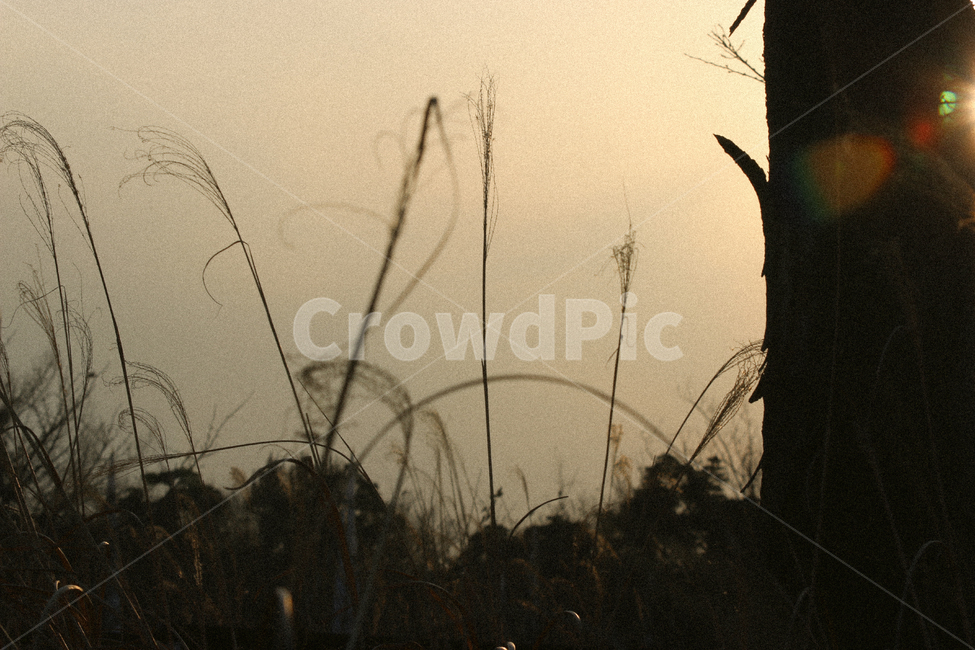 grain,plant,식물,갈대,공원