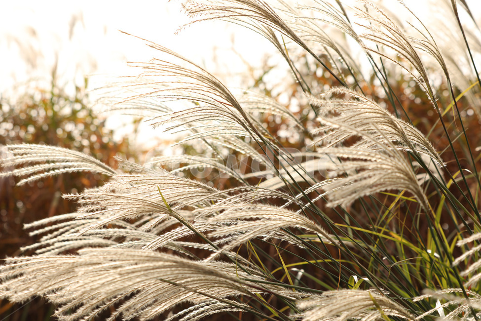 가을,갈대,바람,하얀,자연,가을,계절,fall,autumn,season,grass,잔디,plant,식물,lawn,reed