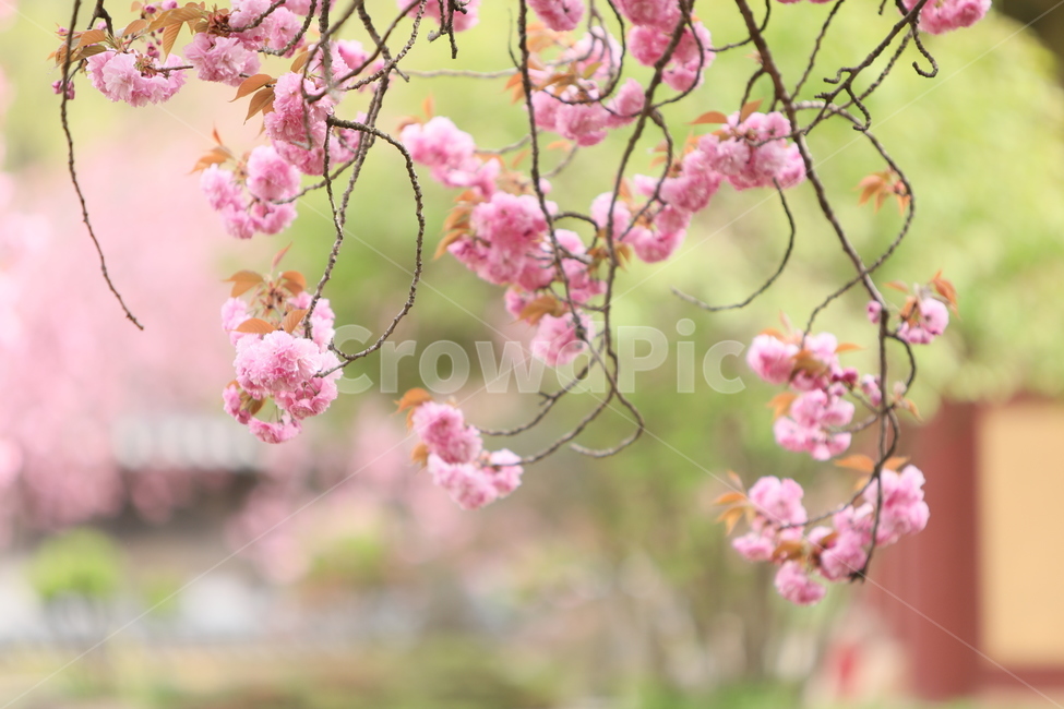 꽃,만첩왕벚,겹벚꽃,봄,꽃송이,벗꽃,식물,핑크,만개,봄,계절,spring,season,식물,자연,plants,nature,꽃,flower,plant,blossom
