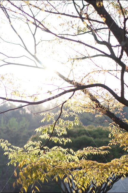 봄,아침,빛내림,빛비침,따스함,나무,자연,풍경,nature,landscape,식물,plants,나무,trees,wood,휴식,힐링,rest,relaxation,healing,plant,tree,tree trunk,나무 줄기