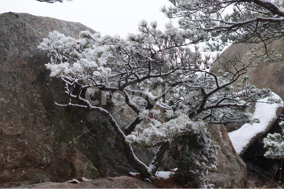 용봉산,겨울,눈,풍경,소나무,눈송이,겨울,계절,winter,season,식물,자연,plants,nature,나무,trees,wood