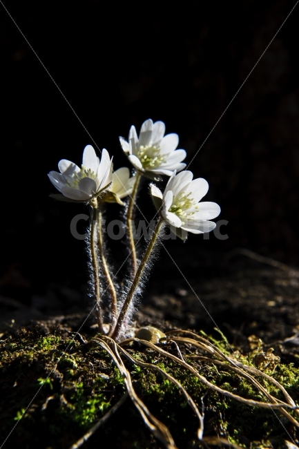 식물,야생화,노루귀,꽃,야생화사진,식물,자연,plants,nature,꽃,flower