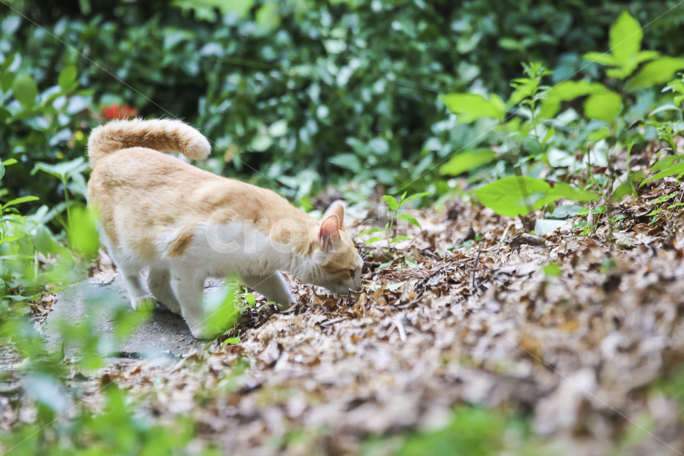 고양이,치즈냥,길고양이,길냥이,애완동물,반려동물,동물,cat,자연,동물,animal,포유류,mammal,고양이,cat,kitten,kitty