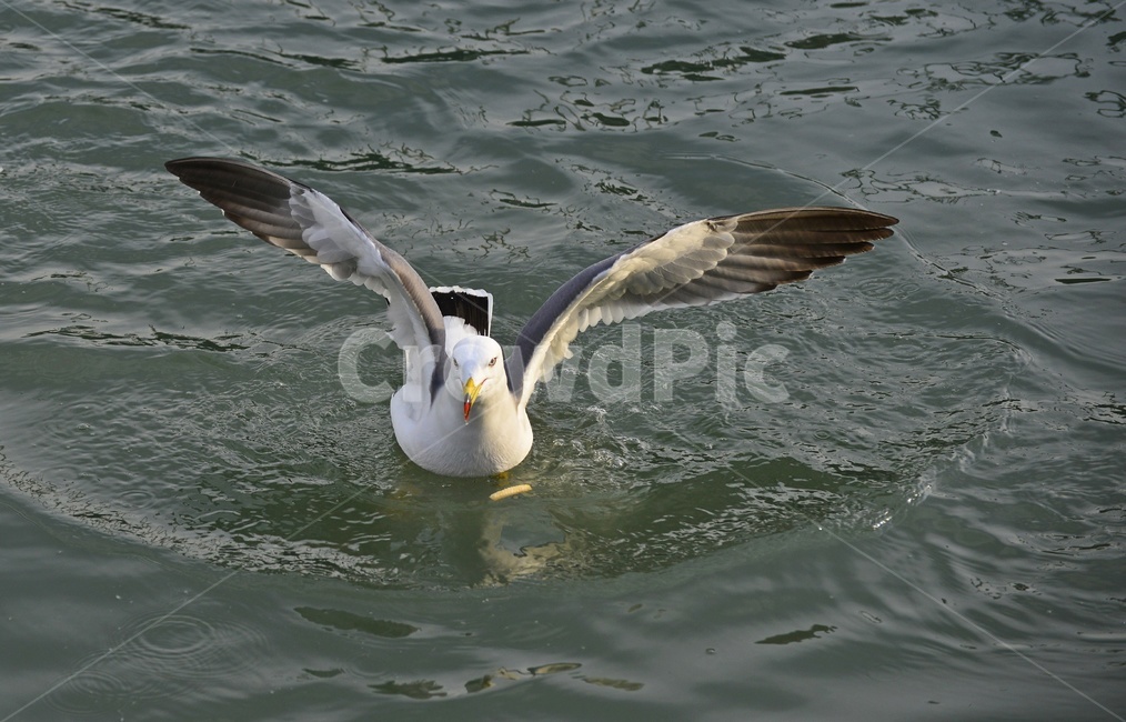 water,물,animal,동물,bird,새,flying,나는,비들기,바다,비상,새우깡,조류,자연,생태,동물,animal,조류,새,birds