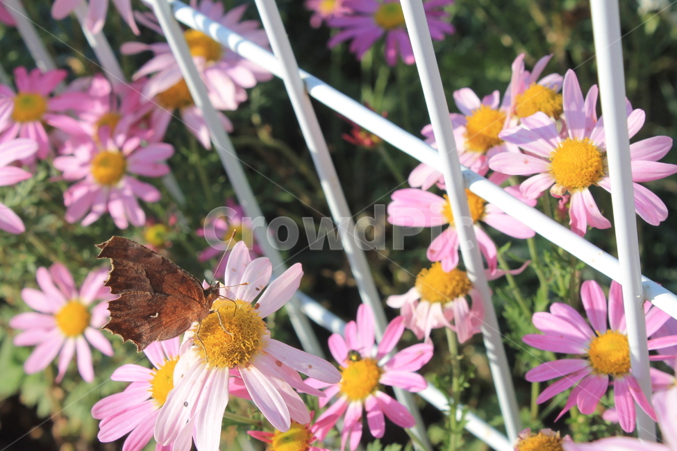 margueritedaisy,daisy,marguerite,가을,꽃,autumn,fall,flower,flowers,plant,식물,데이지,마가렛,나비,butterfly,monarchbutterfly,blossom,pollen,식물,자연,plants,nature,꽃,flower,곤충,벌레,insect,bug