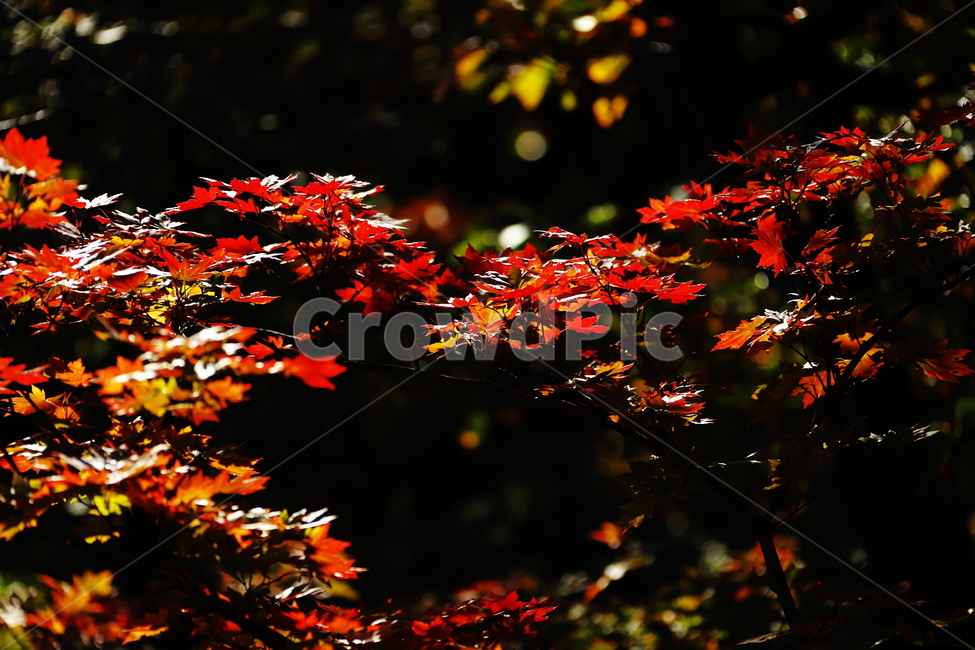 가을,붉은색,단풍,나무,낙옆,산,가을,계절,fall,autumn,season,plant,식물,leaf,잎,tree
