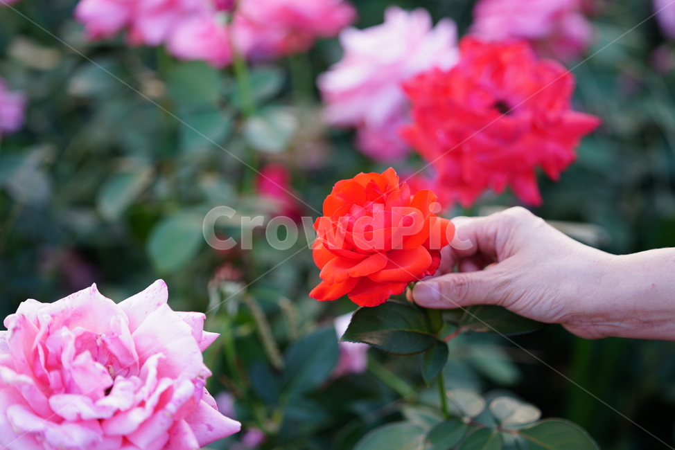 꽃,식물,생물,플라워,flower,plant,rose,장미,식물,자연,plants,nature,꽃,flower