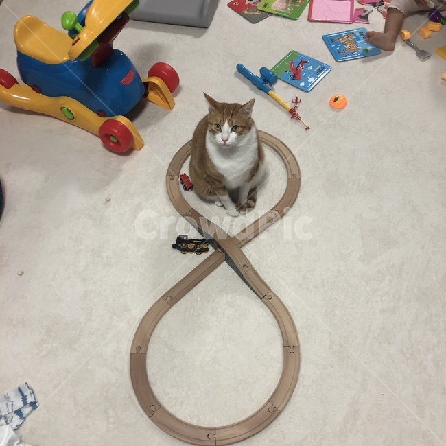 고양이,종특,치즈,집사,기찻길,동물,animal,포유류,mammal,고양이,cat,kitten,kitty