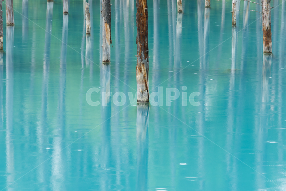 홋카이도,비에이,풍경,자연,호수,나무,반영,hokkaido,biei,tree,landscape,scenary,nature,pond,reflection,자연,풍경,nature,landscape