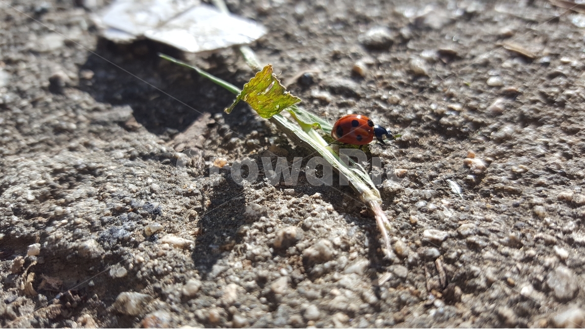 무당벌레,무당무당,시골,벌레,자연,동물,animal,곤충,벌레,insect,bug