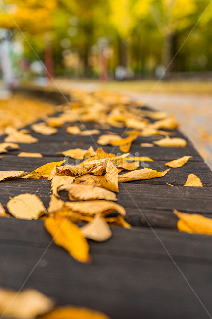 leaf,잎,plant,식물,낙엽,가을,autumn,fall,가을,계절,fall,autumn,season,asphalt,아스팔트