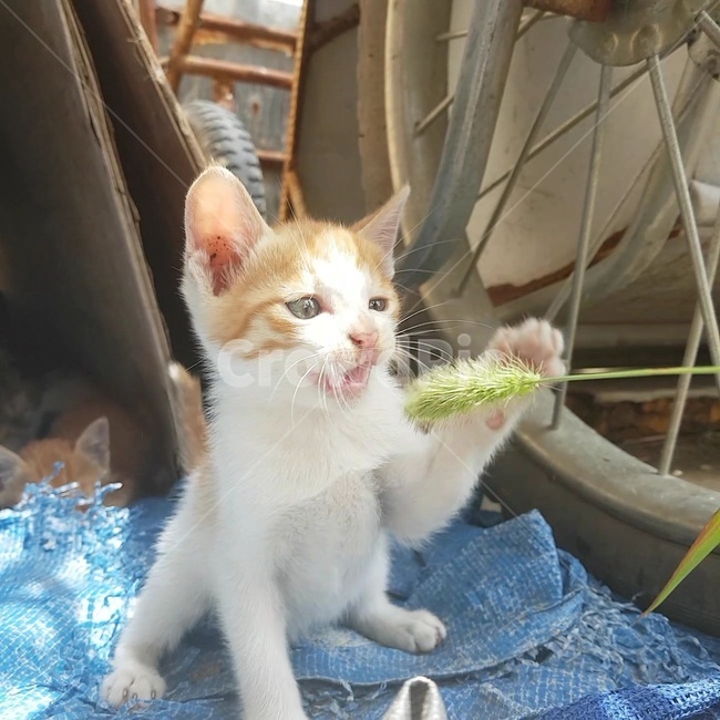 고양이,위협,강아지풀,발바닥,짜증