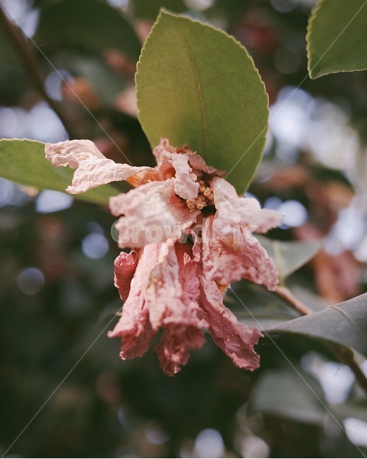 시듦,꽃,자연,식물,접사,flower,온실,정원,식물,자연,plants,nature,꽃,flower,감성,sensible,feeling