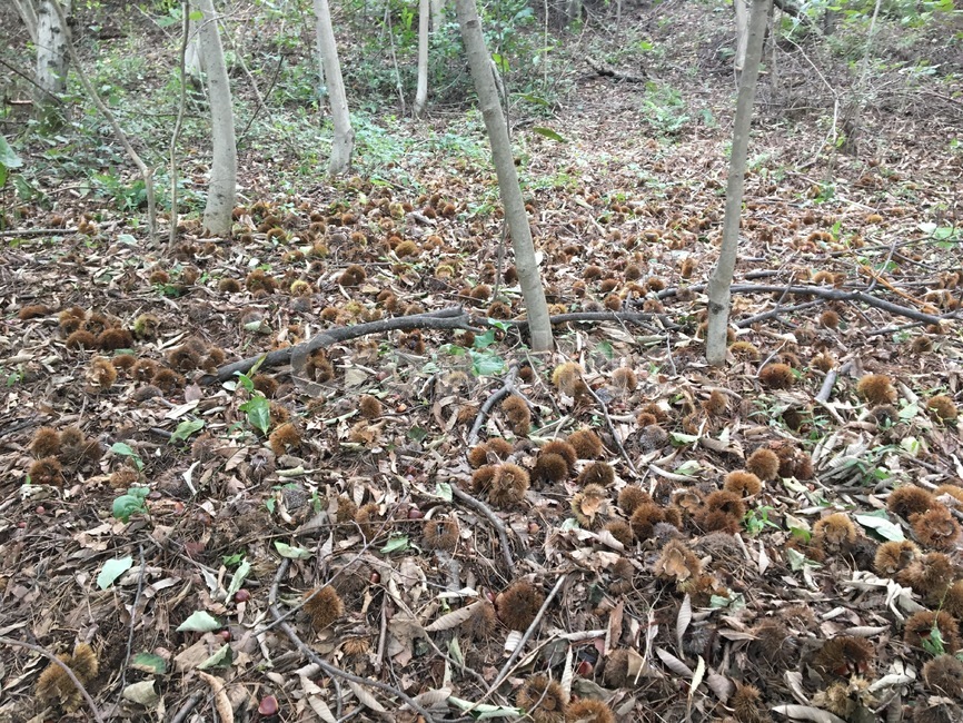 밤송이,밤,밤수확,가을수확,바닥,ground,plant,식물,가을,가을,계절,fall,autumn,season