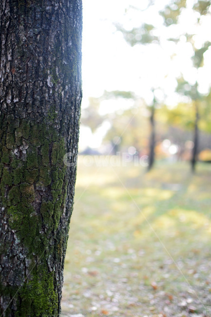 나무,혼자,tree,alone,외로움,식물,자연,plants,nature,나무,trees,wood