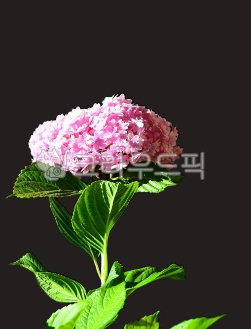수국,수국꽃,분홍수국,여름꽃,수국정원
