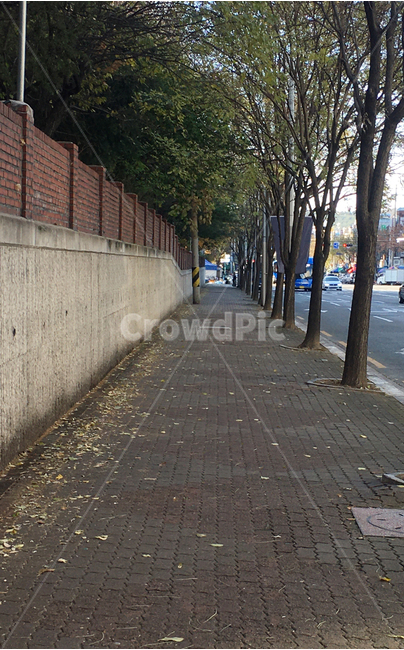 담,벽,wall,벽돌,brick,거리,street,잎,leaf,보도블럭,sidewalkblock,보도,walkway,sidewalk,풍경,scenery,나무,tree,낙엽,deciduous,생활,life,바닥,땅,ground,floor,flooring,판석,flagstone,아스팔트,asphalt,도로,길,road